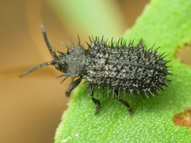 Hispa atra Linnaeus, 1767